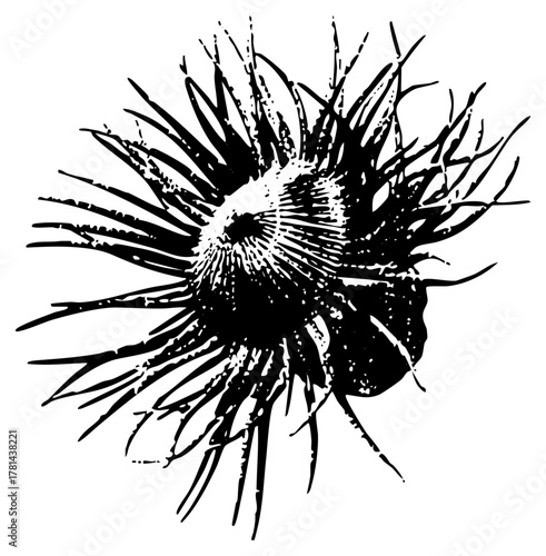 Sea Urchin Illustrates Texture in Marine Biology