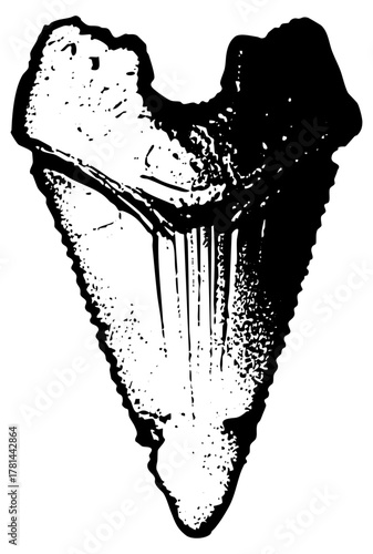 Shark Tooth Illustrates Predation in Marine Biology