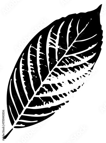 Leaf illustrates detail in botanical study