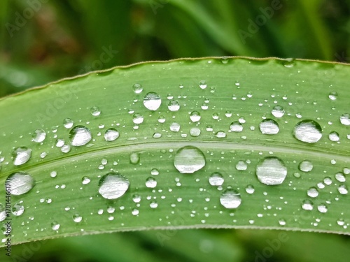 raindrops on grass leaf