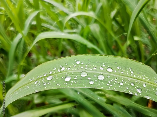 raindrops on grass leaf