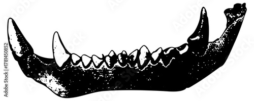 Animal Jaw Illustrates Predation in Paleontology