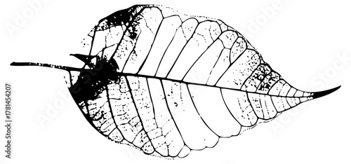 Leaf illustrates detail in botanical study