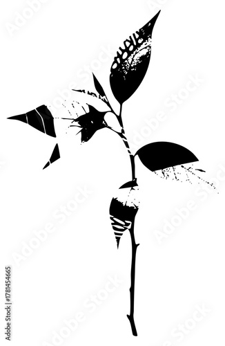 portrait emerges from botanical illustration in