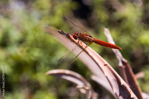 Wallpaper Mural Feuerlibelle Torontodigital.ca