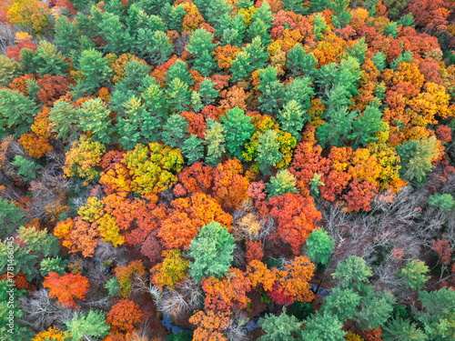 aerial view of autumn colorful forest