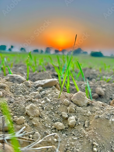 A macro photo of green grass sprouts growing from dry soil with small stones, sunrise in the background, golden-orange sunlight, village farmland scene, shallow depth of field, high clarity.