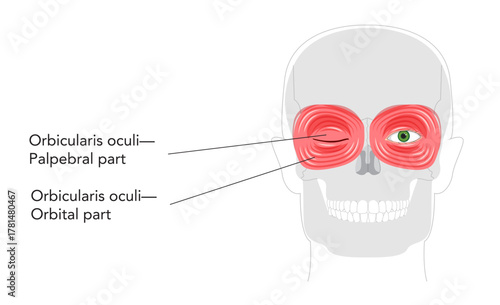 Orbicularis oculi palpebral orbital part - Eye muscle section gently closing eyelids during blinking, depicted in labeled anatomy diagram, essential for medical study and eye protection education.
