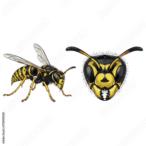 Ground Wasp Insect Cartoon Fullbody and Close Up Illustration