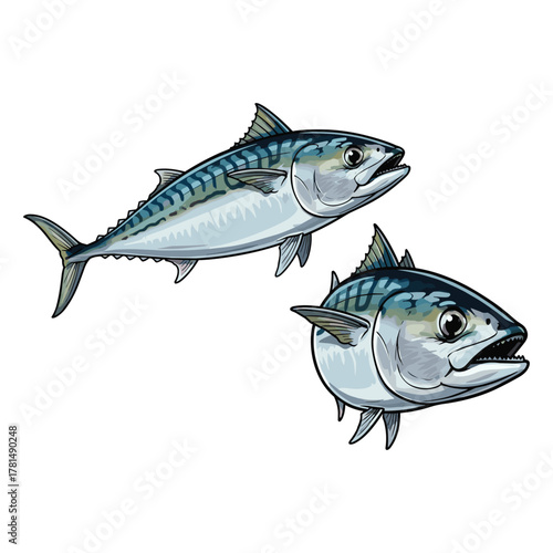 Mackerel Tuna Fish Fullbody and Close Up Cartoon Illustration