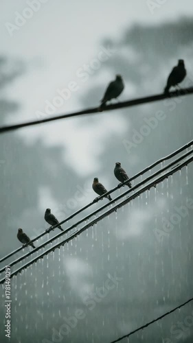 Silent Conversations: The Birds Who Sing Without Words