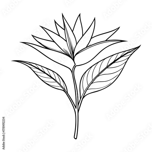 Tropical bird of paradise flower Strelitzia alba vector illustration with vibrant petals and green leaves on white