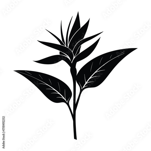 Exotic bird of paradise flower Strelitzia alba vector illustration natural tropical floral element for design