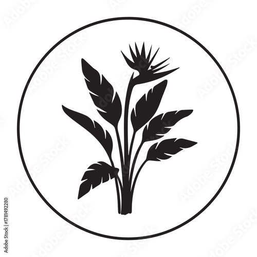 Bird of paradise flower Strelitzia alba botanical vector artwork isolated tropical flower illustration