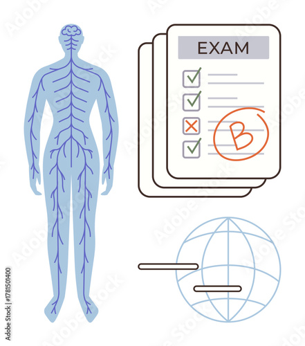 Anatomical nervous system diagram next to marked exam sheet and globe graphic. Ideal for education, anatomy, healthcare, neurology, academic assessment, medical research, learning. Simple flat