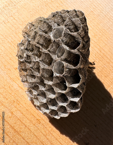 Wallpaper Mural Bee Hive Torontodigital.ca