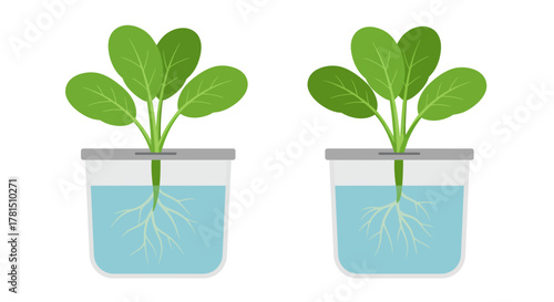 Hydroponic Plant Growth Green Leaves and Root Systems in Nutrient-Rich Water
