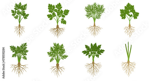 Parsley Herb Plant Collection Botanical Illustration