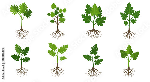 Growth Stages Vector Sprouts Displaying Different Phases