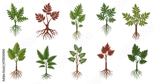 Botanical Diversity An Assortment of Ferns and Seedlings