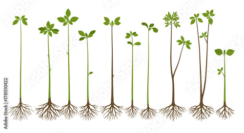 Growth Stages Seedlings with Roots Depicting Life Cycle Progression
