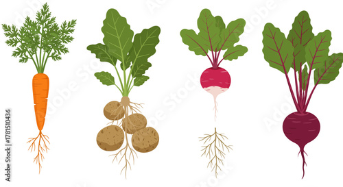 Root Vegetable Collection Carrot, Potato, Radish, and Beet Vector