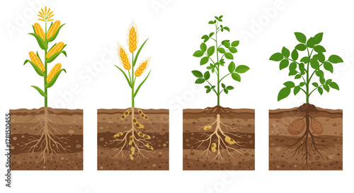 Corn and Potato Plants Detailed Look at Growth and Root Systems