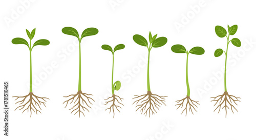 Sprouting Seedlings Growth Cycle of New Plant Life in Various Stages