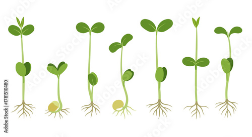 Growth Stages Seedling Sprout Development Vector Illustration