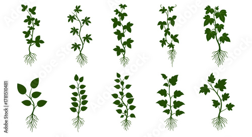 Selection of Plant Illustrations with Root Systems on White Background