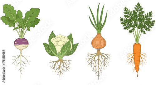Root Vegetables Turnip, Cauliflower, Onion, and Carrot Illustration