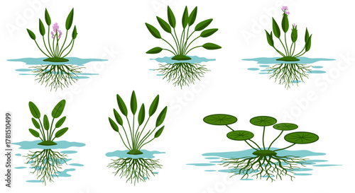 Aquatic Plants Illustration Diverse Varieties in Water