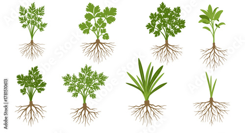 Variety of herbs with roots exposed, showcasing healthy plant life and growth in a simple design