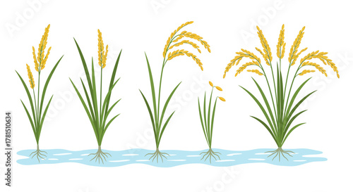 Golden Rice Plants in Water - Vector Illustration