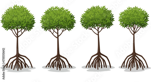 Four mangrove trees with green foliage and exposed roots on a white backdrop