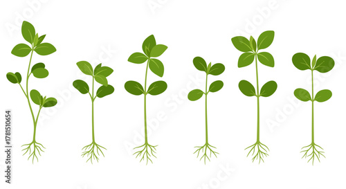 Stages of Plant Growth Seedling Development Illustration