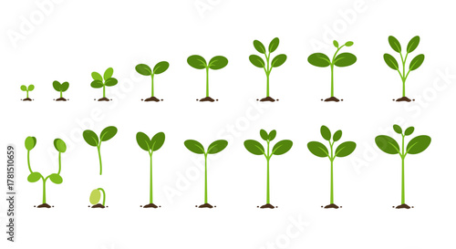Germination Stages Visualizing Plant Growth Progression from Seed to Full Foliage