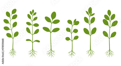 Vector Set of Seedlings with Roots and Leaves