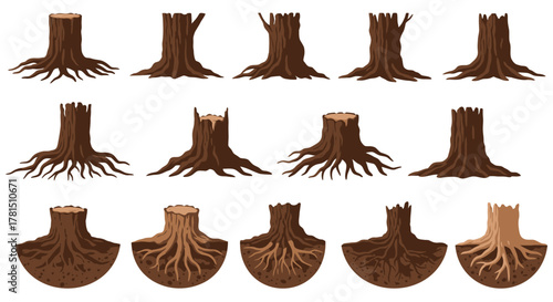 Tree Stumps and Roots Nature's Resilience and Connection