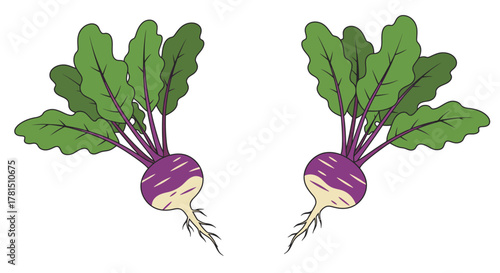 Two Turnips with Green Leaves on a White Background