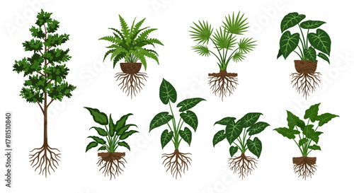 Varied plants with visible root systems on a white background