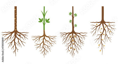 Different Types of Root Systems Development Diagrams