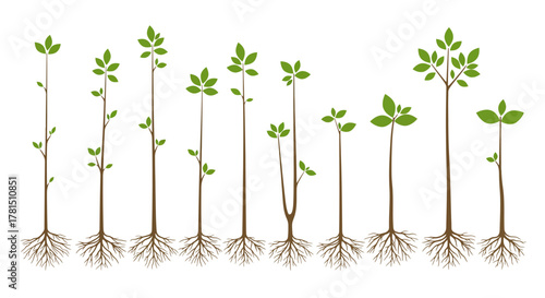Saplings Growth Stages Rooted Seedlings Displaying Leaf Development Progression