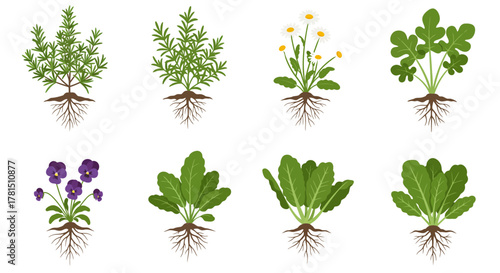 Collection of Botanical Plant Illustrations with Root Systems