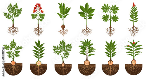 Botanical Studies Root Systems of Various Plants
