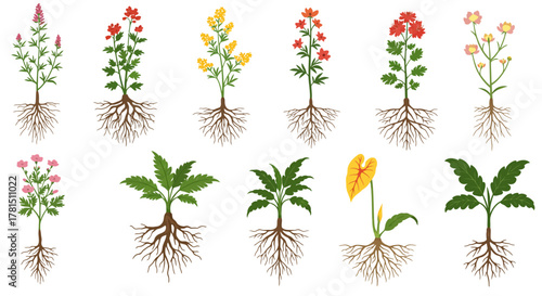 Collection of Various Plants with Root Systems on a White Background