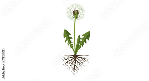 Delicate Dandelion A Symbolic Representation of Growth and Resilience