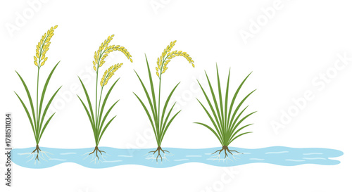 Stages of Rice Plant Growth A Visual Guide to Paddy Cultivation