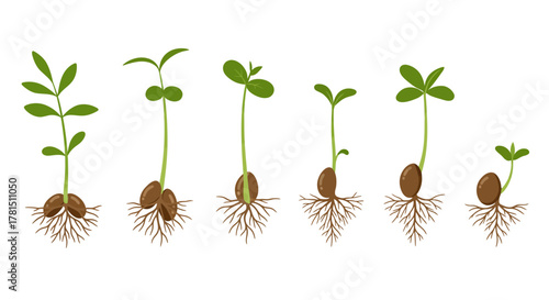Lifecycle of New Seedlings Emerging from the Soil A Nature's Growth Illustration