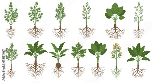 Plant Roots Variety A Collection of Botanical Illustrations